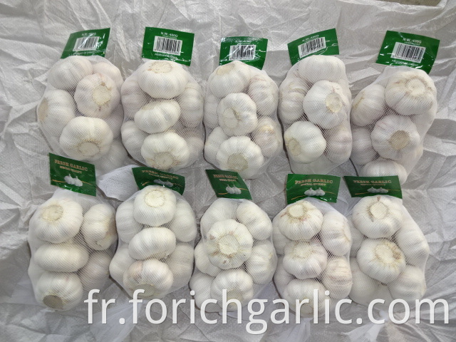 Normal White Garlic